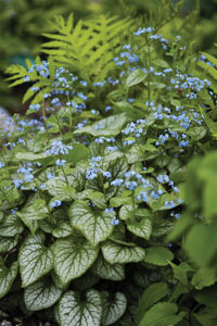 Jack frost plant deals
