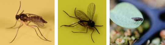 FUNGUS GNATS - Why are they so difficult to control? - Eutrema