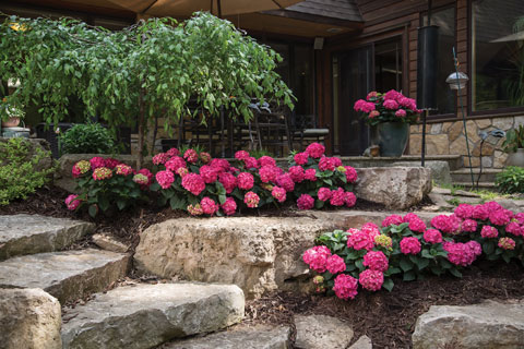 Pink Pom Poms Redbud - Cercis