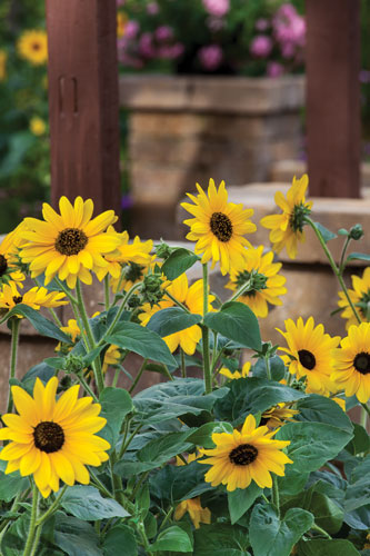 Sunfinity sunflower deals