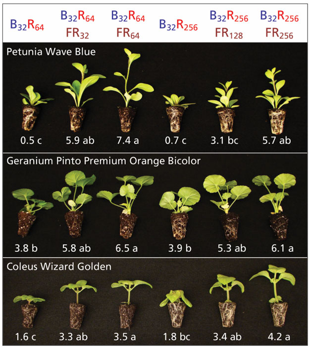 leaf size and light intensity