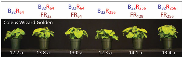 Red light plants hotsell