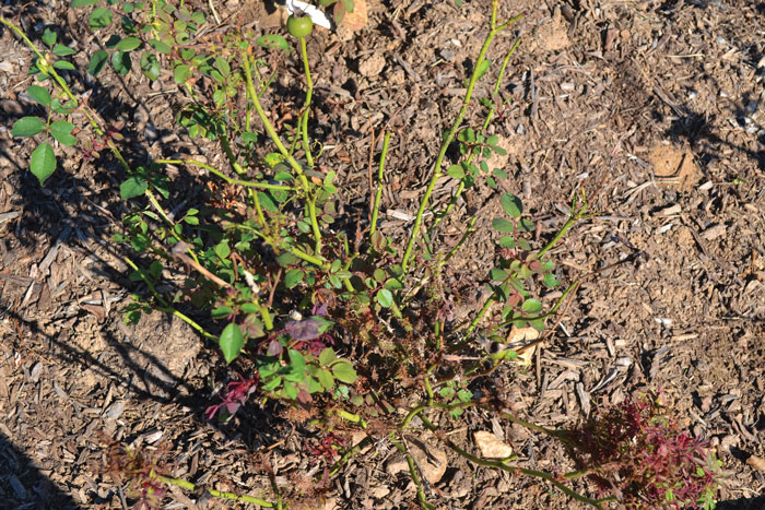 Diseases of Roses  Oklahoma State University