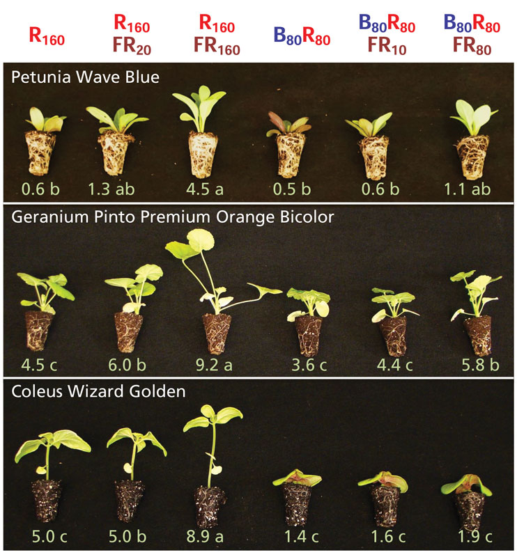 Red and blue light sales for plants