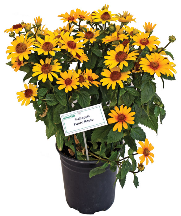 Growing Heliopsis Punto Rosso Compact