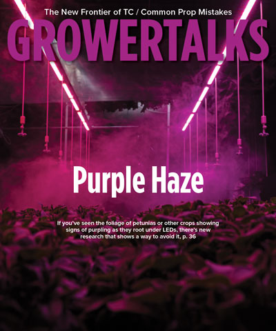 The Problem With Purple