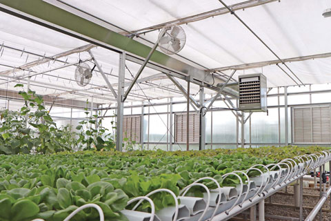 Heating in Your Winter Greenhouse