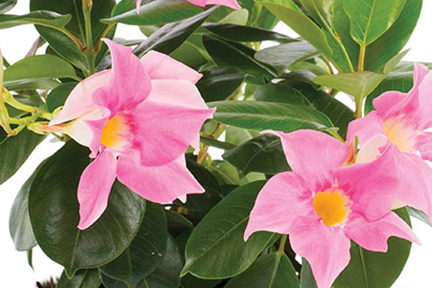 Make It Tropical With Mandevilla