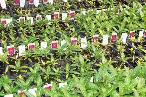 The Benefits of Horticulture Testing