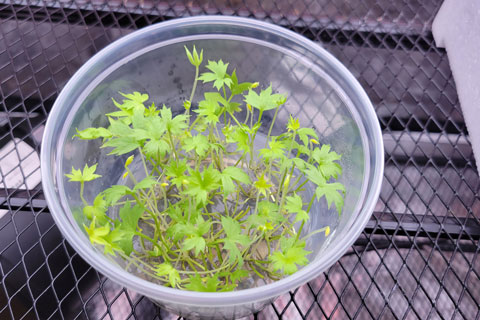 Tissue Culture: The Next Frontier