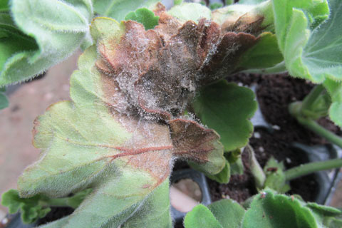 Control Botrytis Blight With Alternative Products