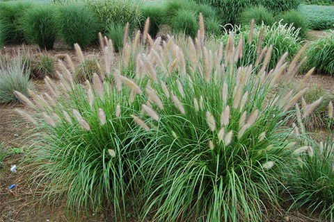 The Benefits of Infertile Pennisetum