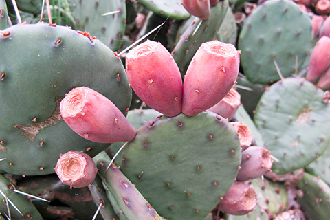 The Surprise Behind Prickly Pear