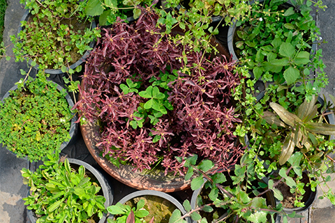 Perennials Section: Managing Weeds in Perennial Production