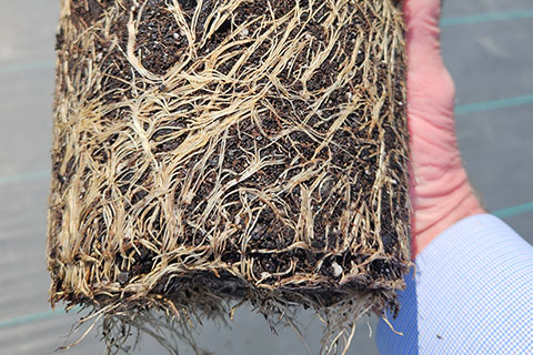 Perennials Section: Overwintering vs. FYF Perennials: What’s Right for Me?