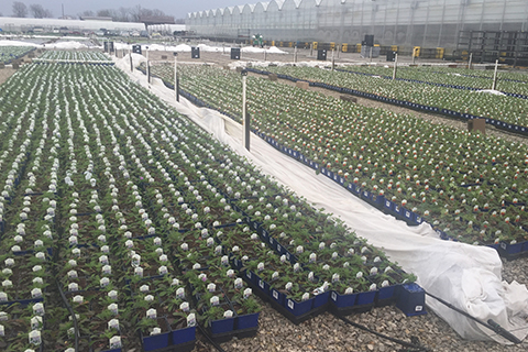 Perennials Section: Vernalizing Perennials: A Grower's Guide to Successful Overwintering