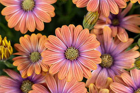 Osteospermum BESTIES