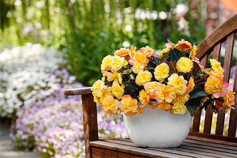 Begonia iCandy