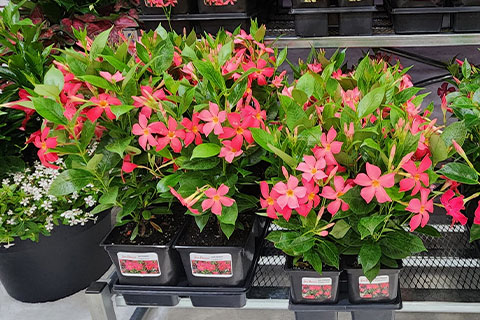 Dipladenia Sun Parasol FiredUp
