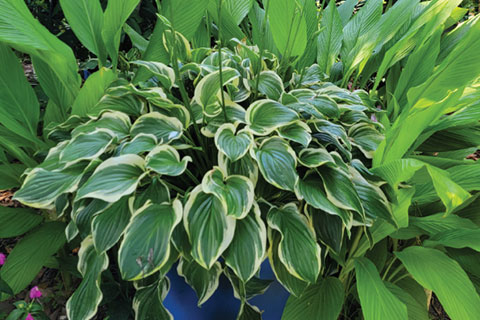 A Game-changer for Coastal Gardeners in the Southeast