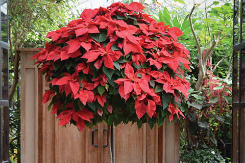 The Height of Holiday Horticulture
