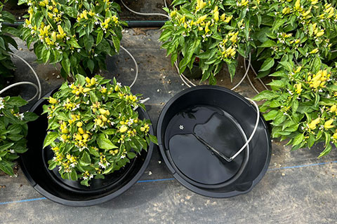 Defining Your Drip Game