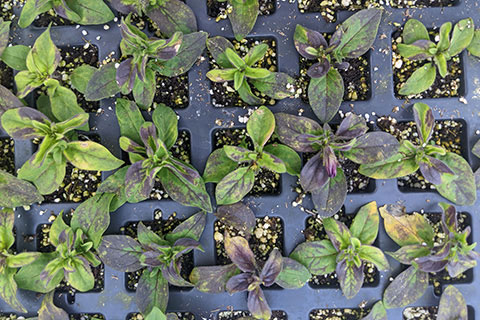 Getting the Best Response