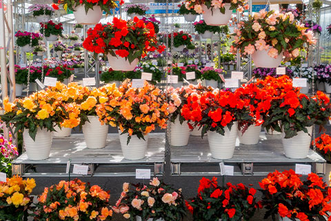 Growing I’Conia Begonias