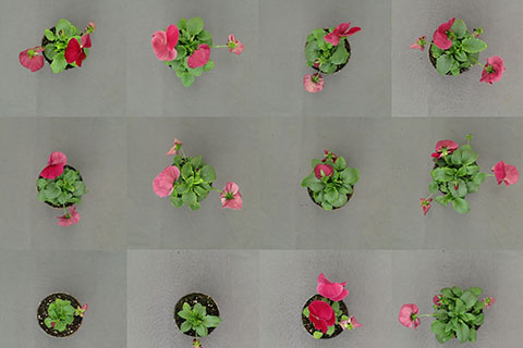 Biostimulants & How You Use Them