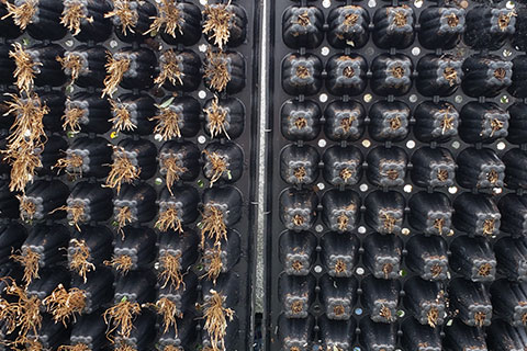 Mycorrhizal Symbiosis