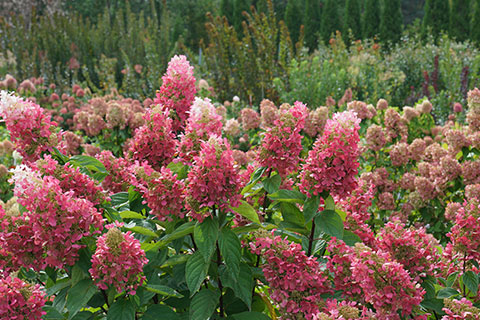 Woody Plants for Cut Flowers