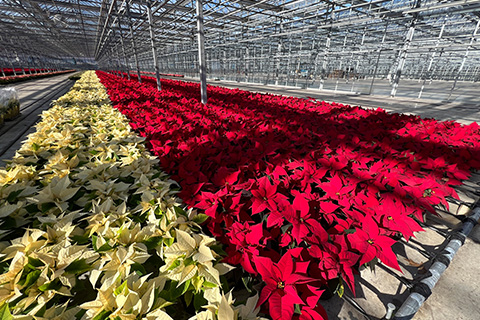 Setting Poinsettias Up for a Merry, Bright Season