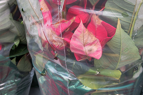 Prevent Botrytis Blight on Poinsettia