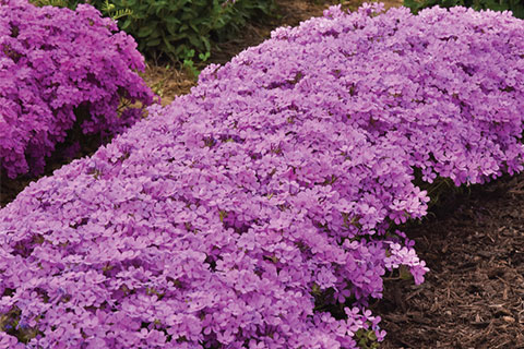 Redefining Phlox