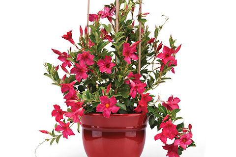 Mega Blooms, Minimal Fuss