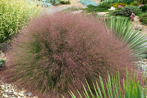 Shining the Spotlight on Muhly Grass