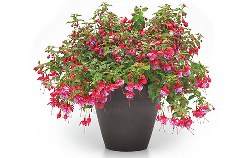 Bold Blooms for Shade Sales
