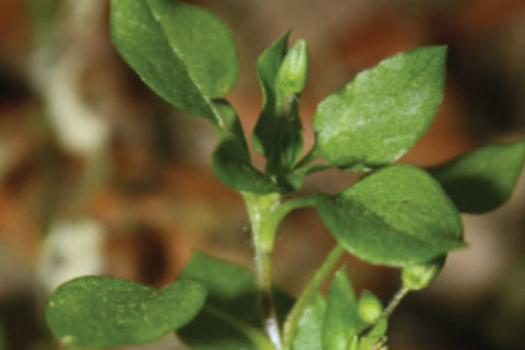 Preventing Year-Round Weed Season