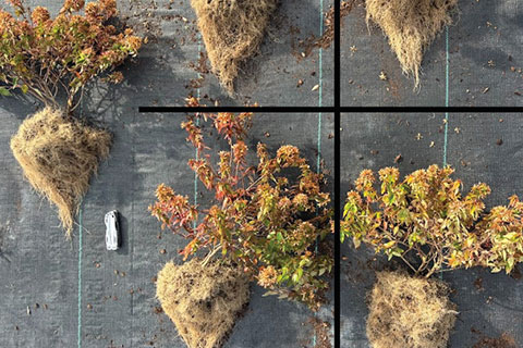 A Potential Frontier in Root Development