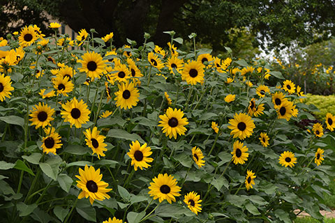 Always Sunny Gold Sunflower—Always Show-Stopping