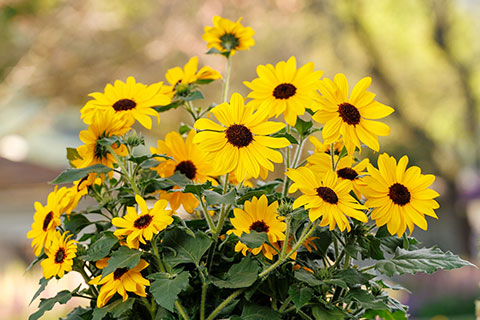 The Sunfinity Sandwich: Culture tips to grow Sunfinity Sunflowers from Mother’s Day through Labor Day