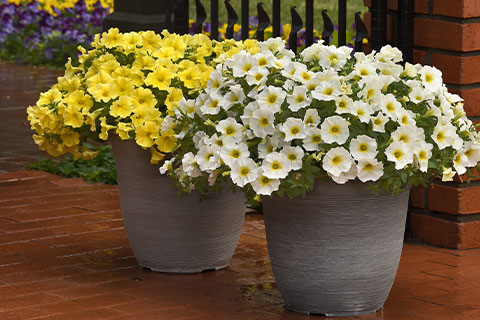 CitraNova Petchoa: Freshly Squeezed Color for Spring