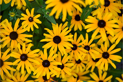 Growing Rudbeckia Treasure Trove