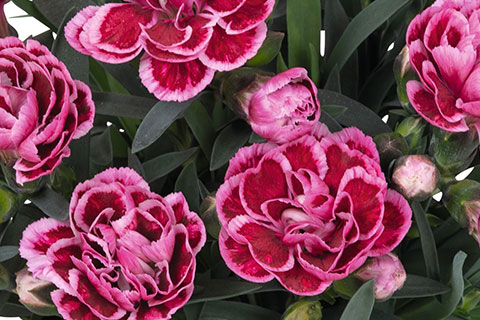 Dianthus Sprint Series Growing Guide