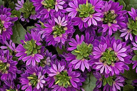 Fabulous Fan Flowers: How to Grow Surdiva Scaevolas