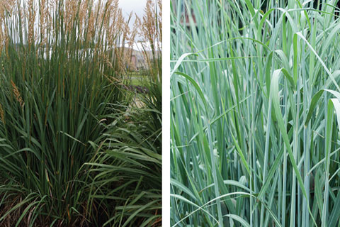 Growing Sorghastrum nutans (Indian Grass)