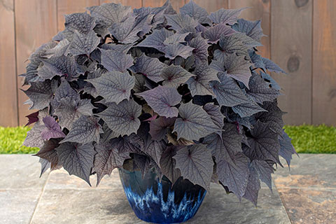 Dramatic Dark Foliage: Sweet Caroline Bewitched After Midnight II Ipomoea