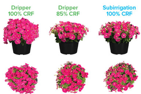 Where Your Irrigation System & Fertilizer Matter