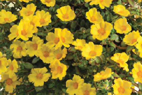 Perk Up Heat & Drought-Tolerant Programs With MEGA PAZZAZ Portulaca