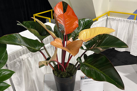 Winter Trade Show Highlights